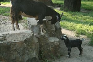 jednodniowe koziątko z mamą